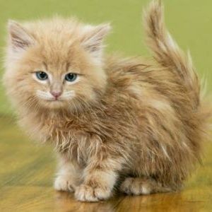 Meet your Posher, Lynette